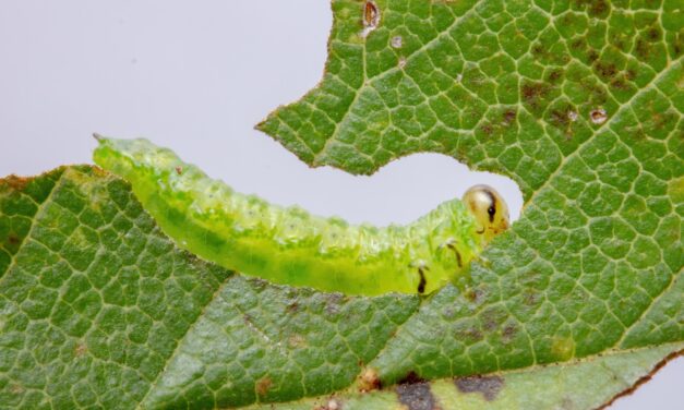 Elm Zigzag Sawfly
