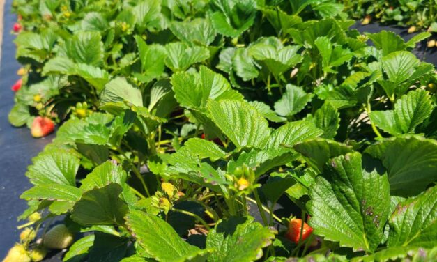 SC Fruit and Vegetable Field Report – April 24, 2023