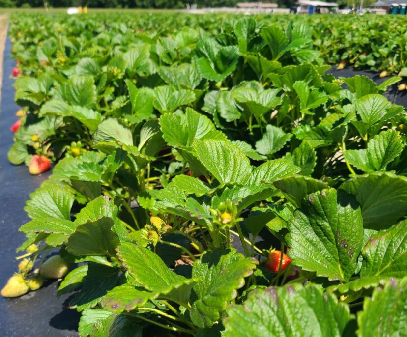 Growers are managing disease in strawberries well.