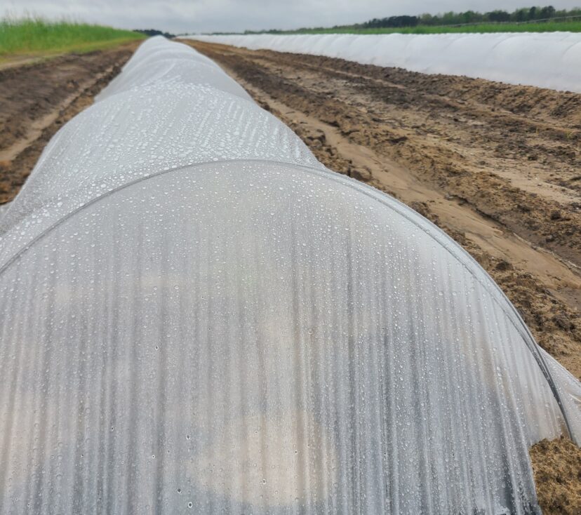Growers will begin uncovering spring crops planted under low tunnels this week.