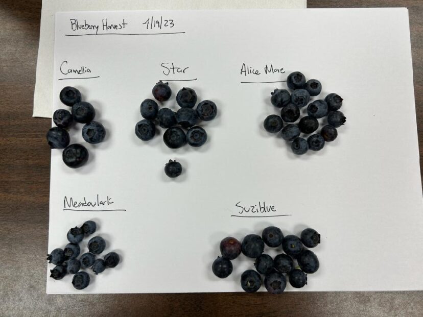 Highbush blueberry variety trial at the Coastal REC. We are evaluating for size, taste, appearance, yield, and seasonality.