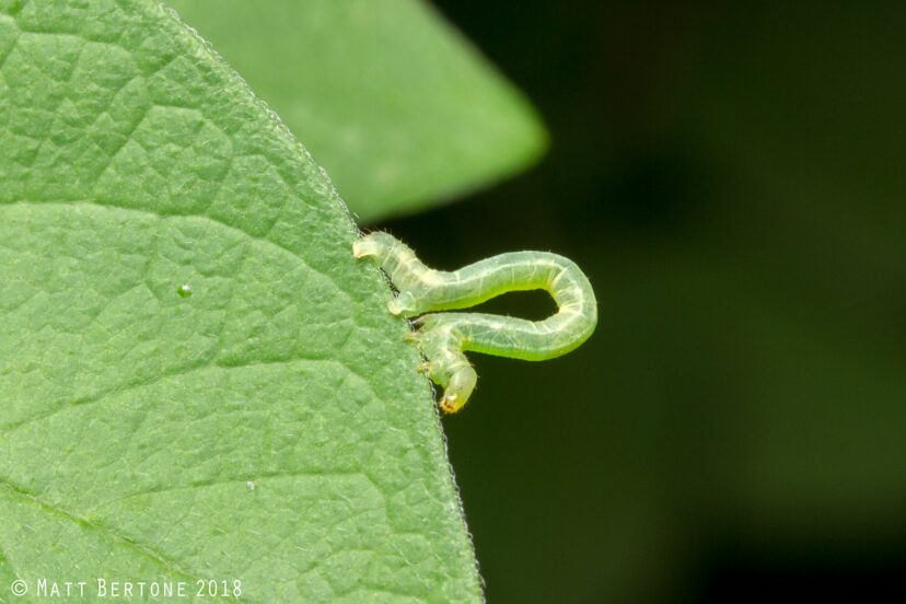 Inchworm (Geometridae)