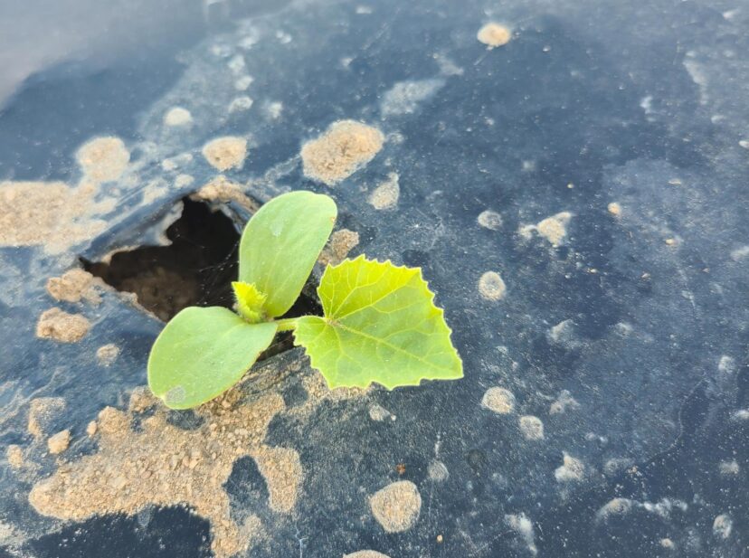 Keep an eye out for cucumber beetles in cucurbits.