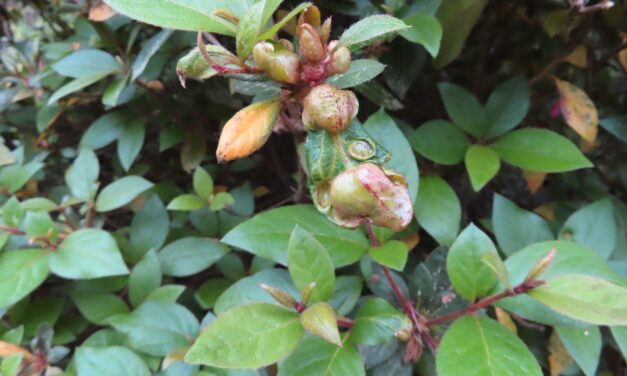 What is that Ugly Growth?