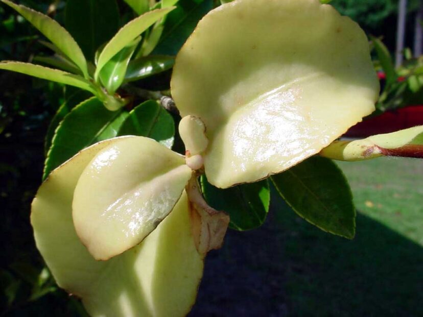 Light green to pink, fleshy leaves are the symptom of a disease caused by a fungus called camellia leaf gall.