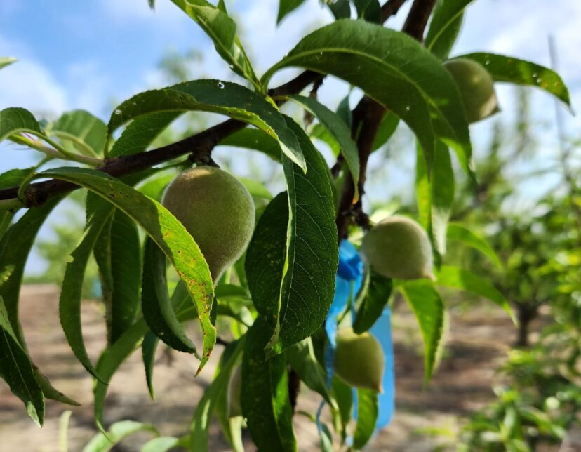 Peaches starting to size after thinning.