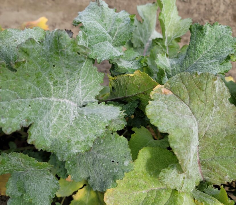 Powdery mildew has been showing up on spring greens.