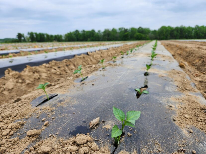 Some of our summer crops have gone into the ground, including these peppers.