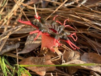 Stinkhorns are excellent decomposers and are a sign of a healthy soil ecosystem.