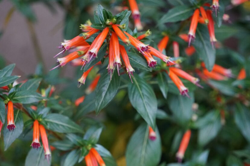 The tubular flowers of firecracker cuphea (Cuphea ignea) are a favorite of hummingbirds.