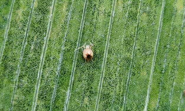 What Is It? Wednesday – Parasitized Aphid