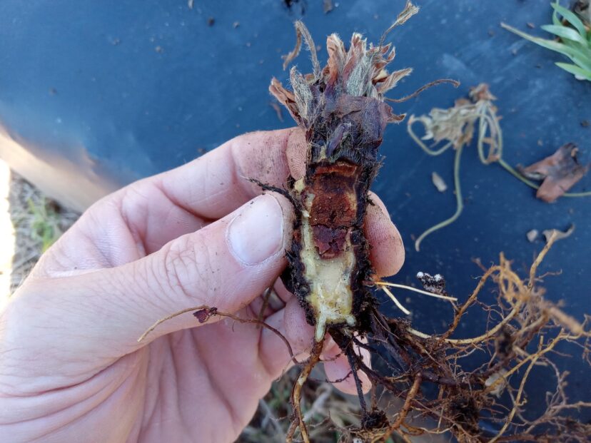 This discoloration is a common symptom of Phytophthora crown rot.