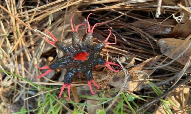 What Is It? Wednesday – Stinkhorns