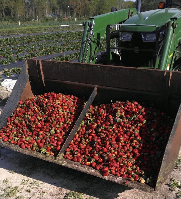 Water-damaged fruit is being removed from the field to keep it from becoming a source of disease inoculum.