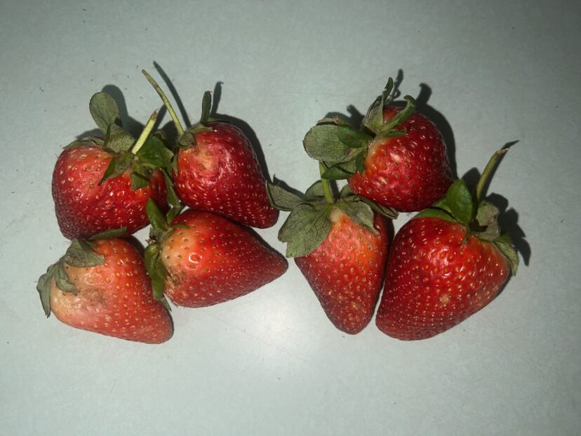 Water-logged berries showing soft spots days after picking.