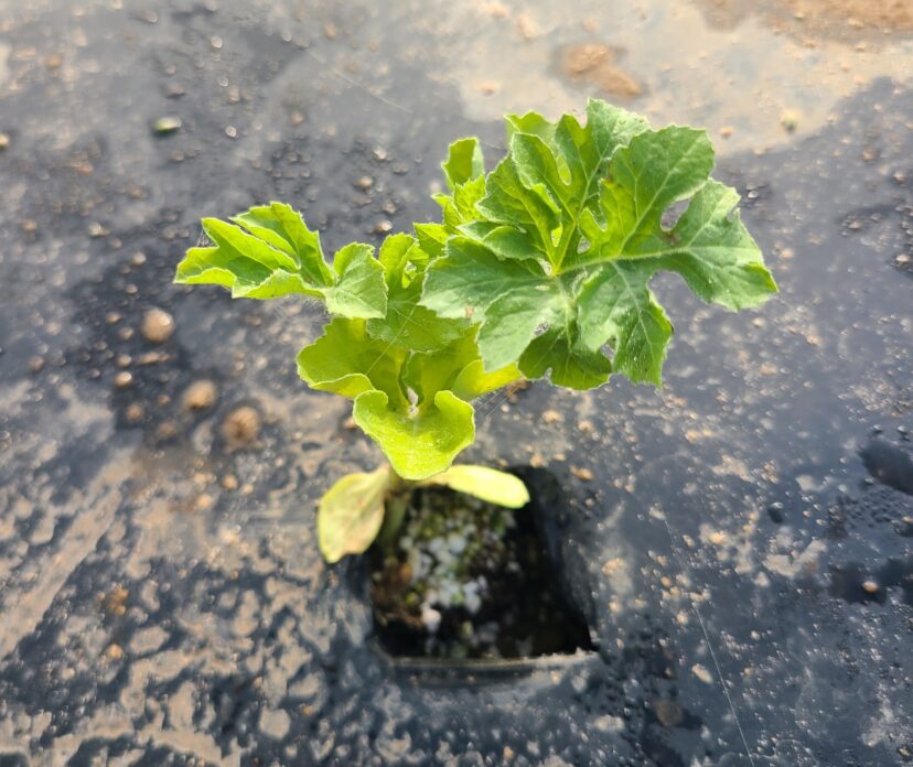 Watermelon transplants are off to a good start.