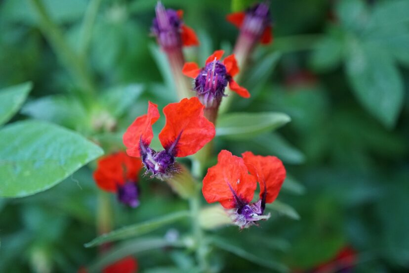 Bat-face cuphea (Cuphea llavea) flowers look just like bat’s faces. 