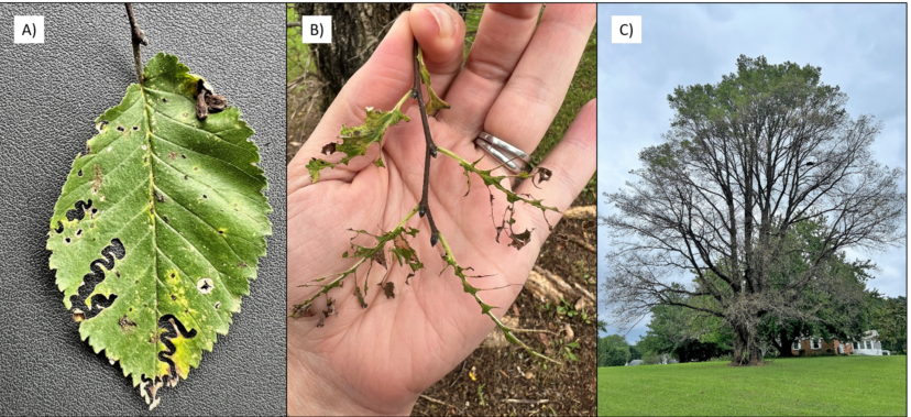 Figure 4: Signs of elm zigzag sawfly damage include a zigzag pattern on leaves (A), broader feeding damage characteristic of older larvae (B), and host tree defoliation (C)