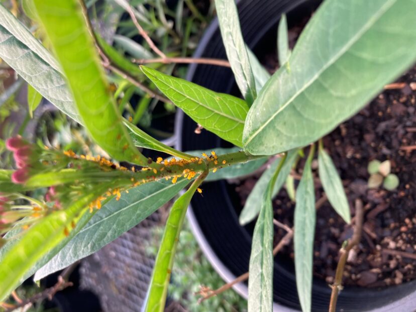 Aphid infestation on milkweed. Scout plants often and consistently to stay ahead of the infestations. 