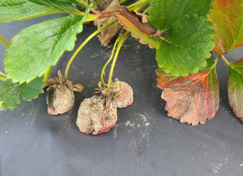 Botrytis in strawberries is likely to increase after the rainy weekend <br/>Rob Last, ©2023, Clemson Extension