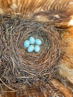 Bluebirds will typically lay up to six eggs in a brood. In South Carolina, Bluebirds may have up to three broods in a nesting season which typically runs February through September. 