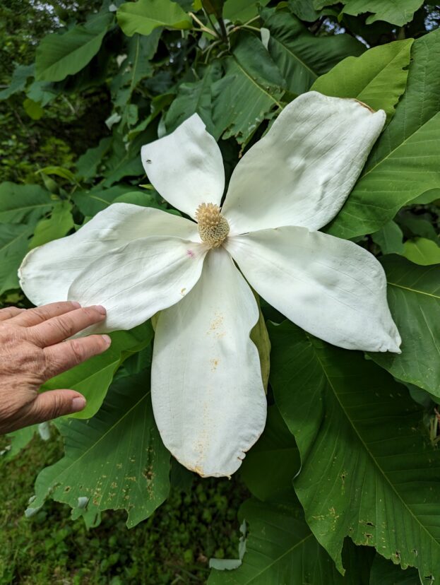 A hand touching a white flower Description automatically generated with medium confidence