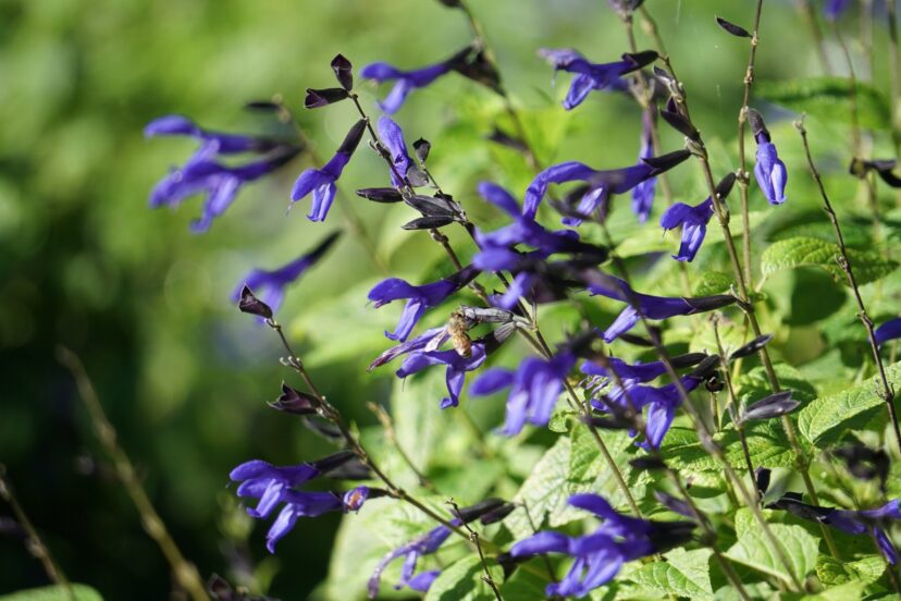 A honeybee visits the cobalt blue flowers of Anise Sage (Salvia guaranitica ‘Black and Blue’).