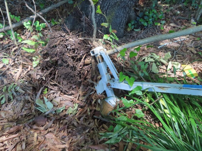 A picture containing outdoor, plant, grass, ground Description automatically generated