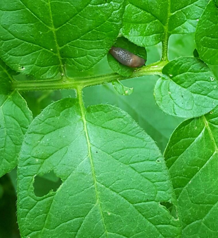 A slug and slug feeding damage on potato foliage. They can climb to the top of a mature plant to feed.