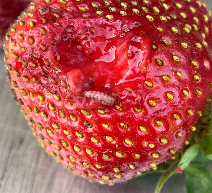 Water-damaged and overripe berries are a magnet for sap beetles. <br/>Andy Rollins, ©2023, Clemson Extension