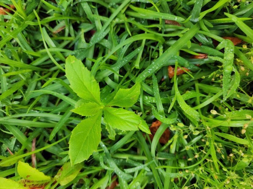 American burnweed seedling.