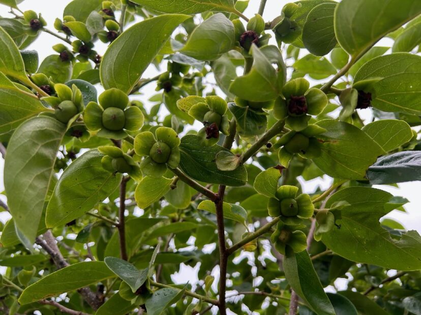 Asian persimmons are loaded up this year.