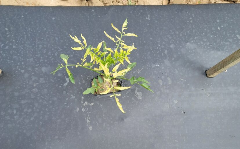 Be careful about tank-mixing. Follow temperature restrictions and be sure a surfactant is recommended before adding one.