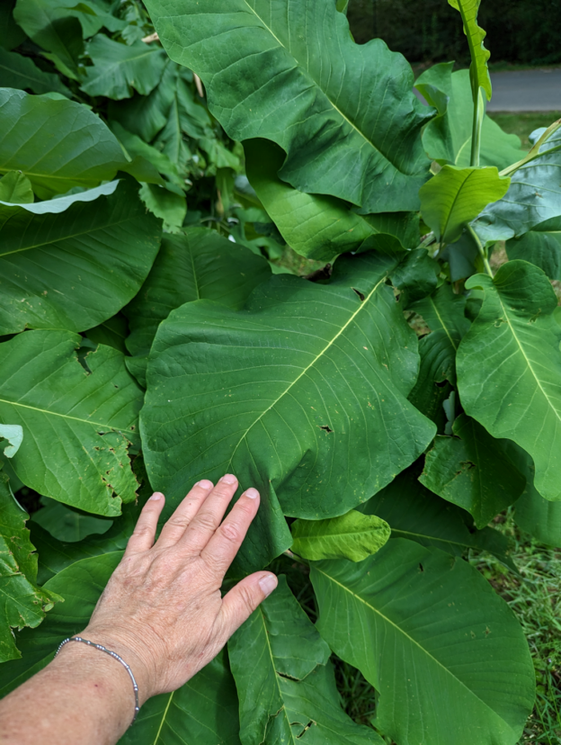 Bigleaf magnolia (Magnolia macrophylla) leaf.