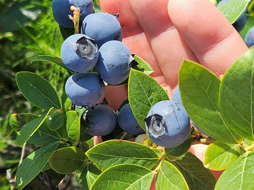 Blueberries are coming on strong in the Orangeburg area.