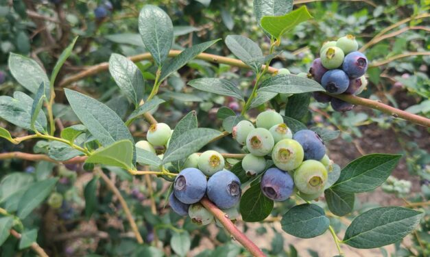 SC Fruit and Vegetable Field Report- May 1, 2023
