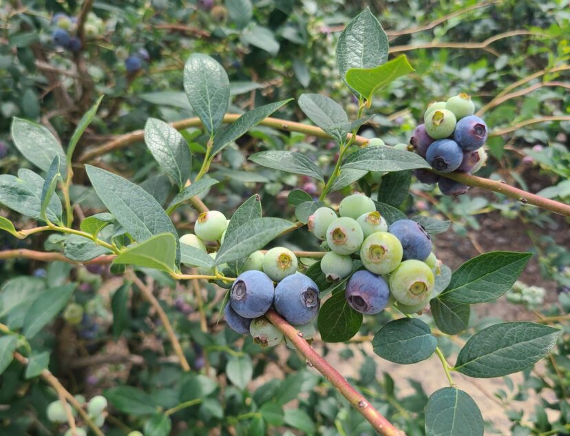Blueberries are looking pretty good.