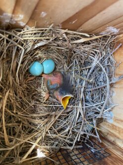 Bluebird eggs will typically incubate for 12 to 14 days. The chicks will remain in the nest for another two to three weeks before fledging.
