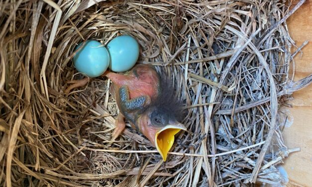 Providing For Bluebirds: Guidance for Bluebird Nest Box Establishment in South Carolina