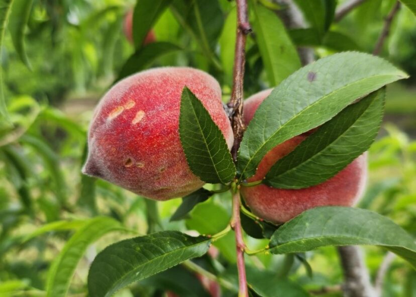 “Cat-clawing” on a ripening peach.