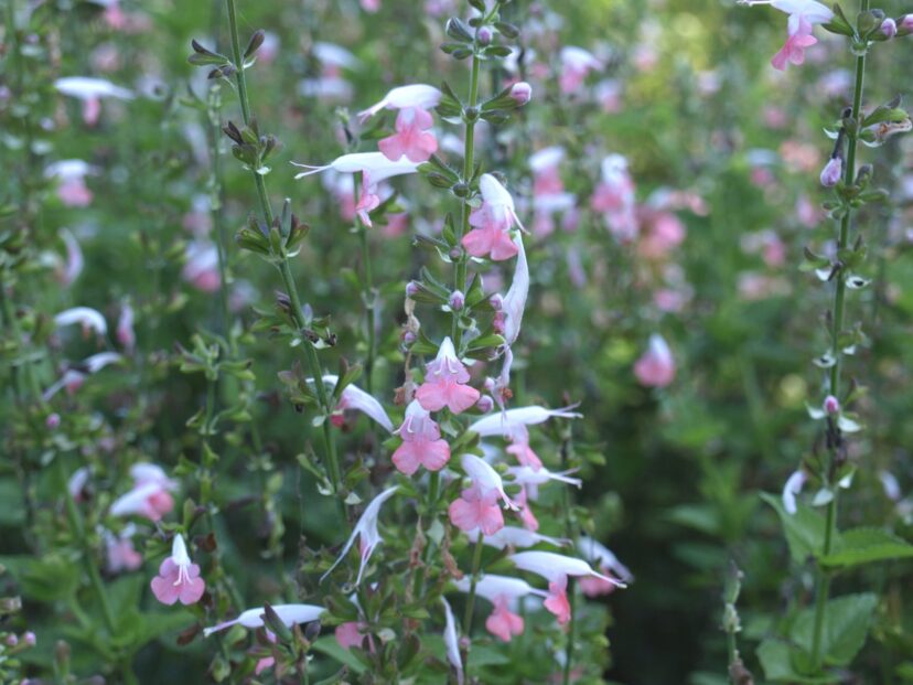 ‘Coral Nymph’ (Salvia coccinea ‘Coral Nymph’) has coral and white flowers spring through fall.