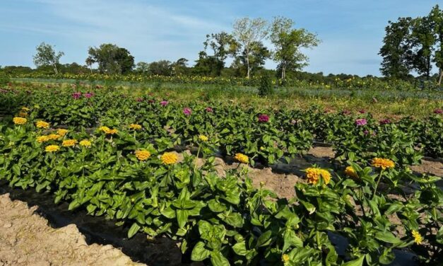 SC Fruit and Vegetable Field Report- May 15, 2023