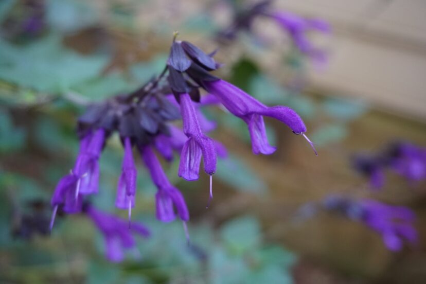 Deep purple flowers attract hummingbirds to Salvia guaranitica ‘Amistad’.