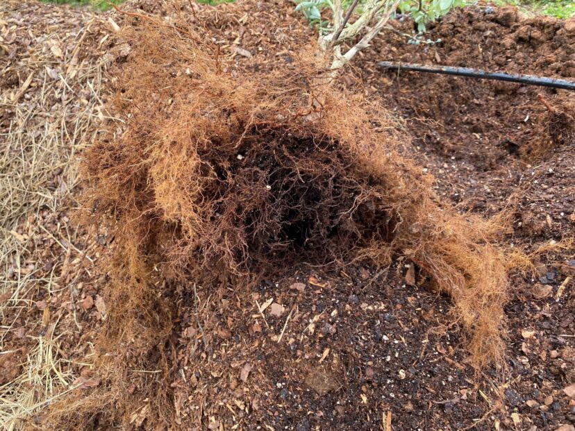 Discolored roots of a blueberry plant suffering from root rot.