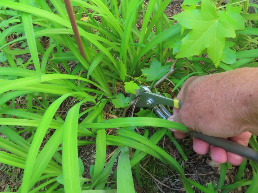 For small seedlings that have stems too small to grab with your hand, try using a pair of channel-lock pliers.