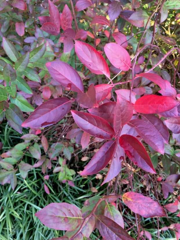 ‘Henry’s Garnet’ Virginia sweetspire (Itea virginica) showing fall color.
