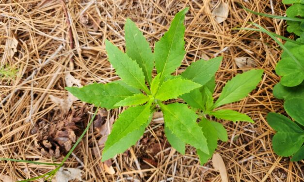Weed of the Month- American Burnweed