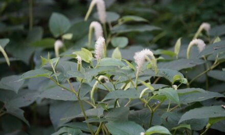 Lizard’s Tail