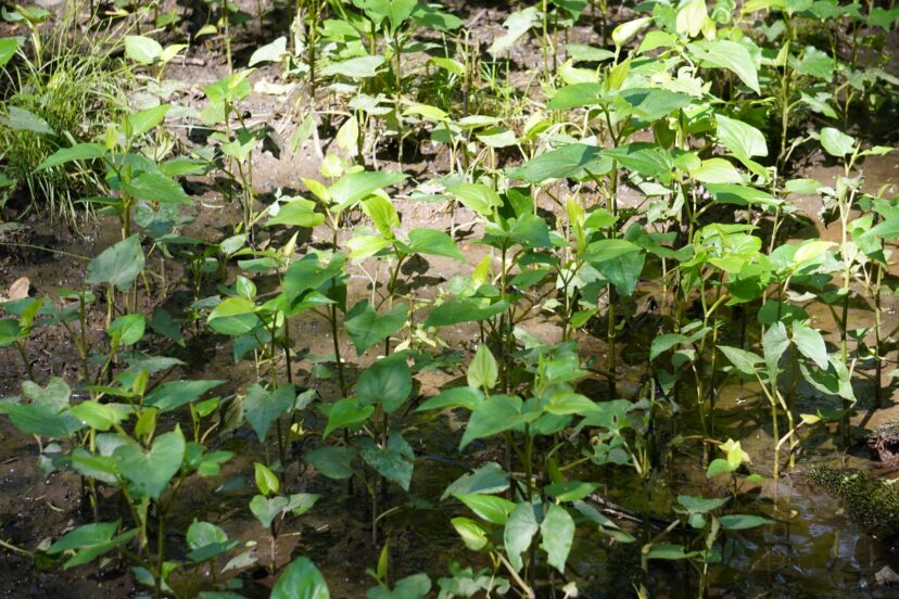 Lizard’s tail (Saururus cernuus) is a native perennial commonly found in swampy areas.