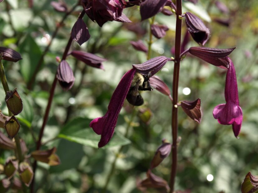 Love and Wishes™ (Salvia x. ‘Ser-Wish’) attracts Carpenter Bees as well as Hummingbirds.